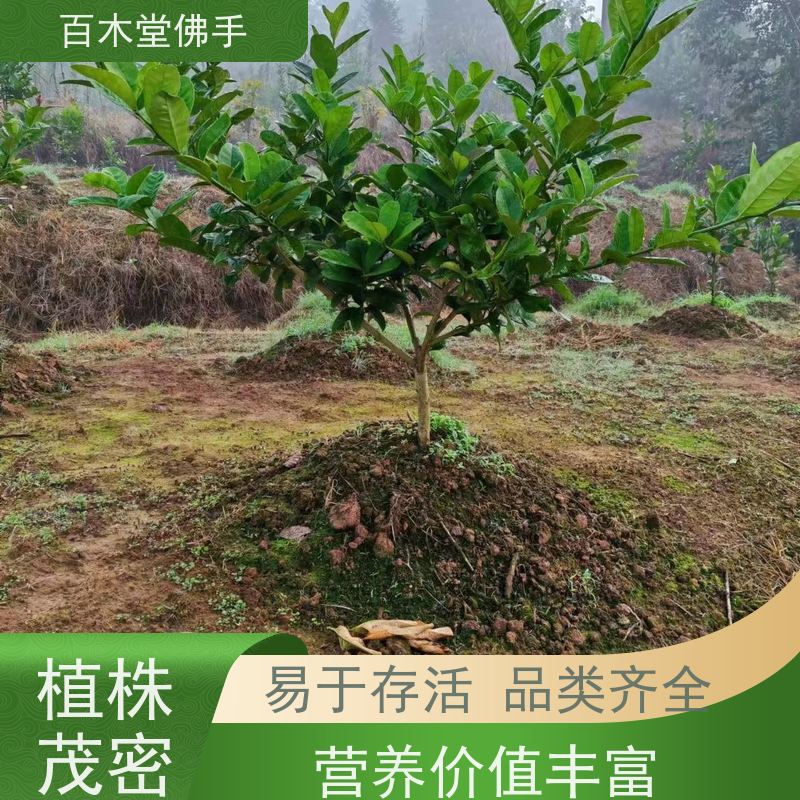 百木堂 佛手柑 高成活率 较耐干旱 园林景区栽植