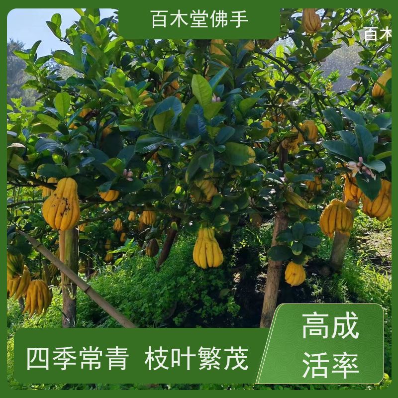 百木堂 佛手柑 高成活率 较耐干旱 道路绿化行道苗
