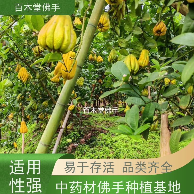 百木堂 金佛手苗 适用性强 规格齐全 中药材种植基地 