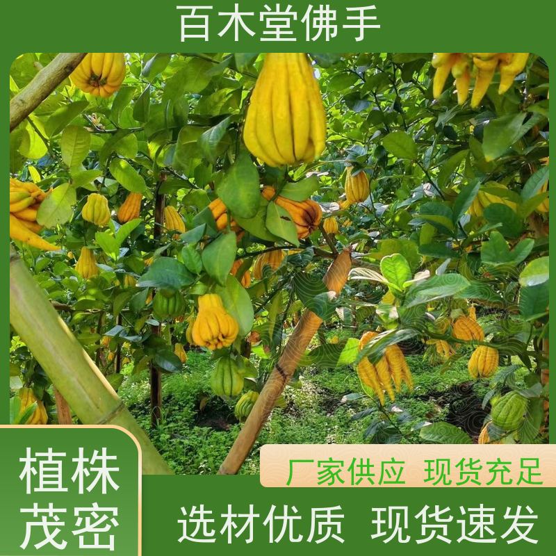 百木堂 金佛手苗 枝叶紧密 美丽多姿 中药材种植基地 