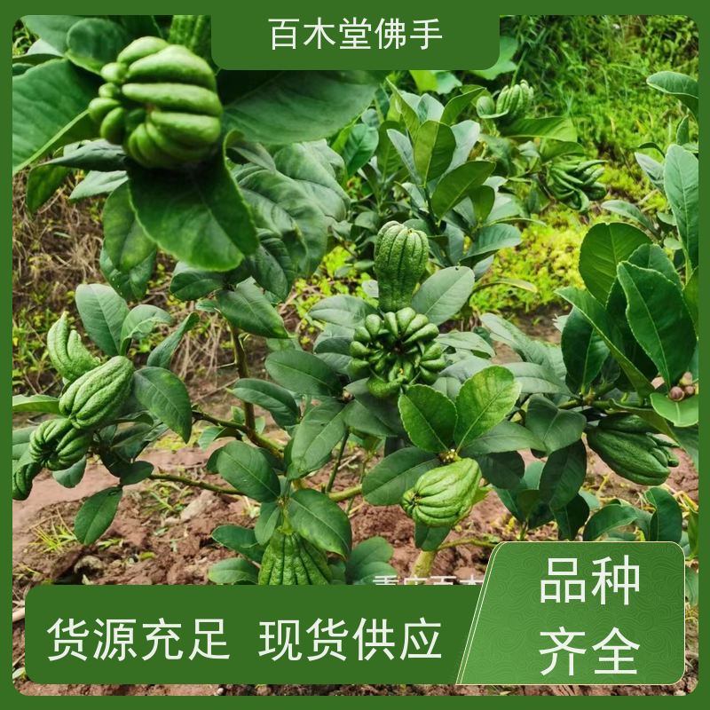 百木堂 川佛手苗 生长环境适应性强 中药材种植基地 