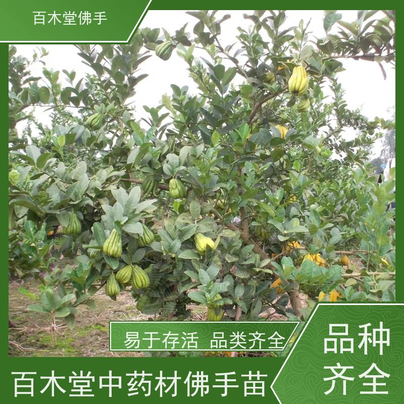百木堂 良种佛手苗种植 适用性强 规格齐全 用于室内外盆景