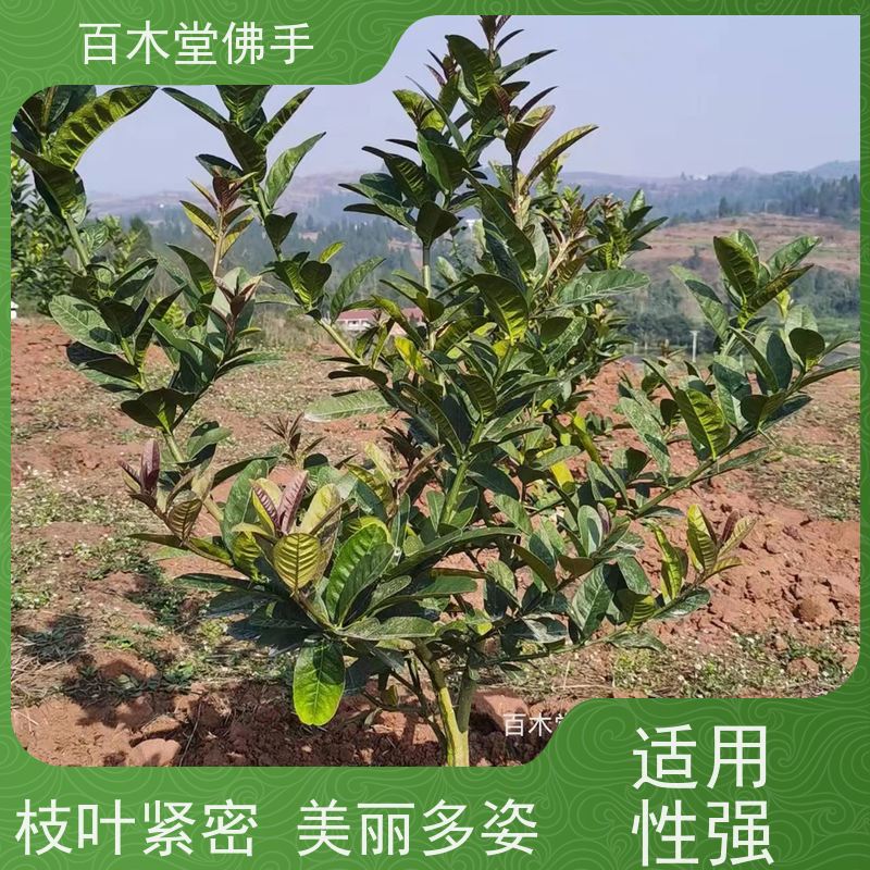 百木堂 良种佛手苗种植 观赏植物 附加值高 城市景观绿化树