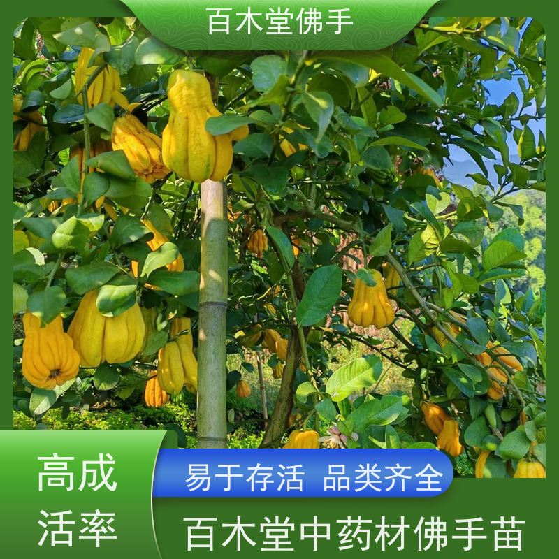 百木堂 川佛手苗种植技术 生长迅速 品种齐全 园林景区栽植