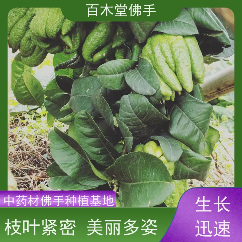 百木堂 广佛手苗种植技术 树形丰富 成活率高 用于庭院装饰