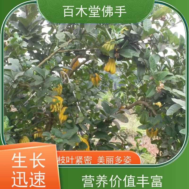 百木堂 良种佛手苗种植 观赏植物 附加值高 植株茂密 用途广泛
