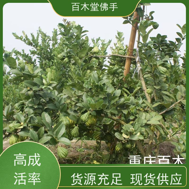 百木堂 良种佛手苗种植 适用性强 规格齐全 园林景区栽植