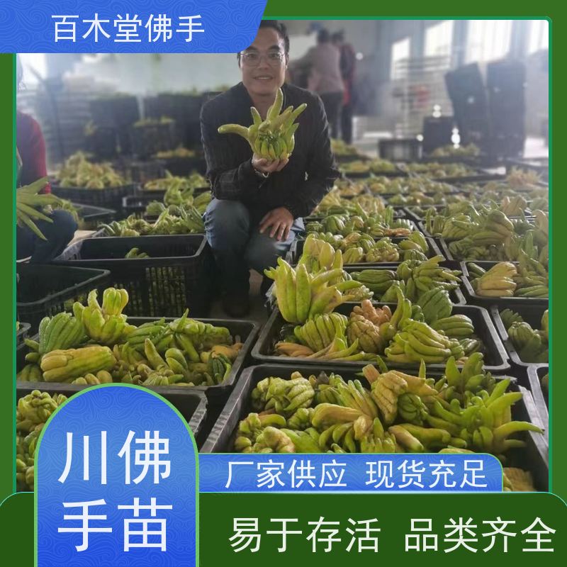 百木堂城市景观绿化树 石菖蒲种植树形丰富 美丽多姿