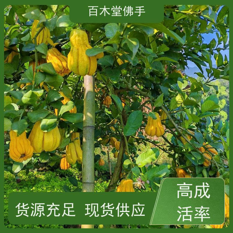 百木堂园林景区栽植中药材佛手种植高成活率 规格齐全