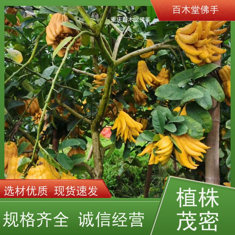 百木堂园林景区栽植柠檬种植观赏植物 生长迅速