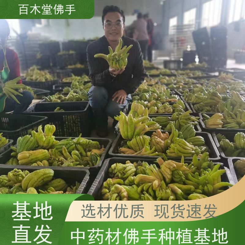 百木堂园林景区栽植中药材佛手种植观赏植物 成活率高
