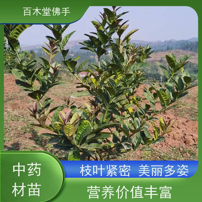 百木堂种苗基地直供梁 平佛手苗适用性强 生长迅速