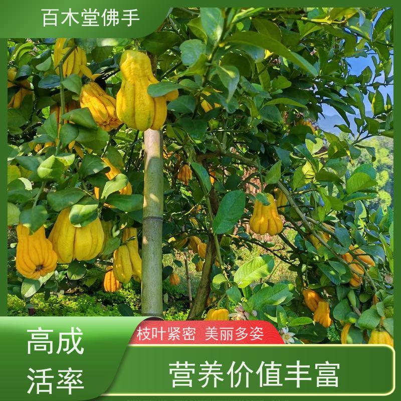 百木堂种苗基地直供前胡种植造型优美 产量高