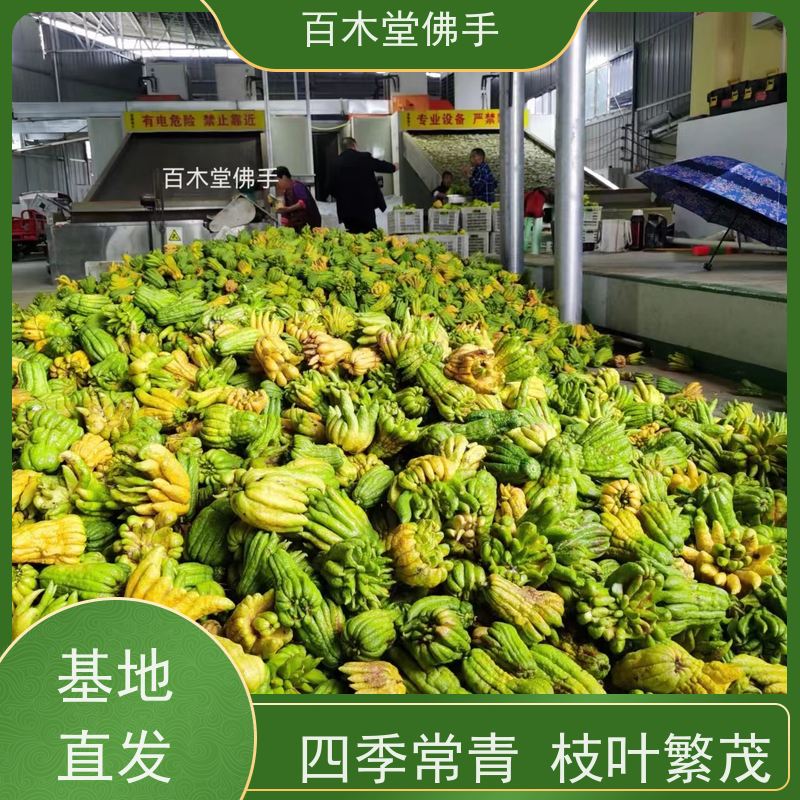 百木堂园林景区栽植中药材佛手苗种植树形丰富 产量高