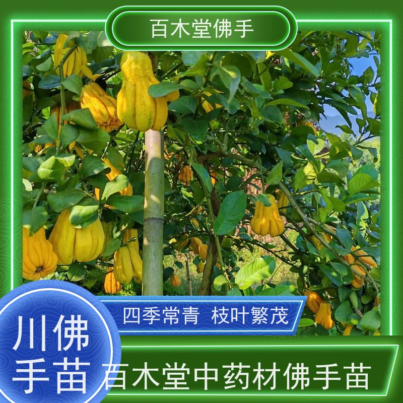 百木堂园林景区栽植枳壳种植易成活美丽多姿