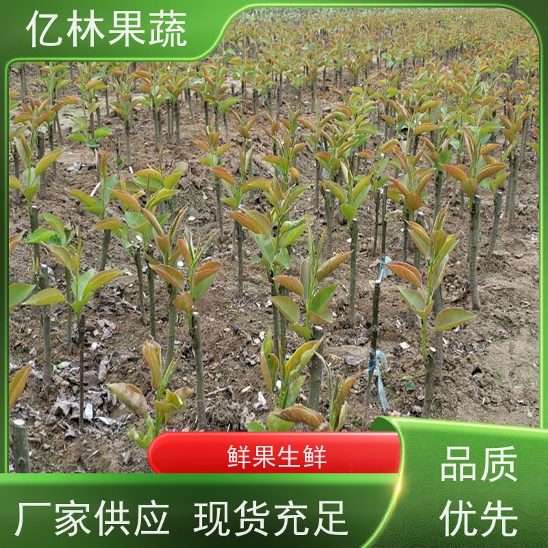 基地培育 园林嫁接桃苗 三公分现挖现发 品种齐全 易栽培桃树苗
