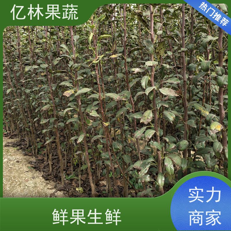 亿林苗木 黄桃苗 南北方种植 桃树果树苗 成活率高
