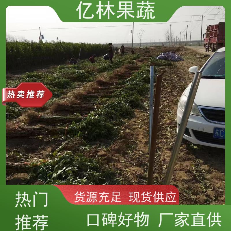 亿林苗木 晚熟桃树苗 现挖现发新鲜 粗两公分 基地直发