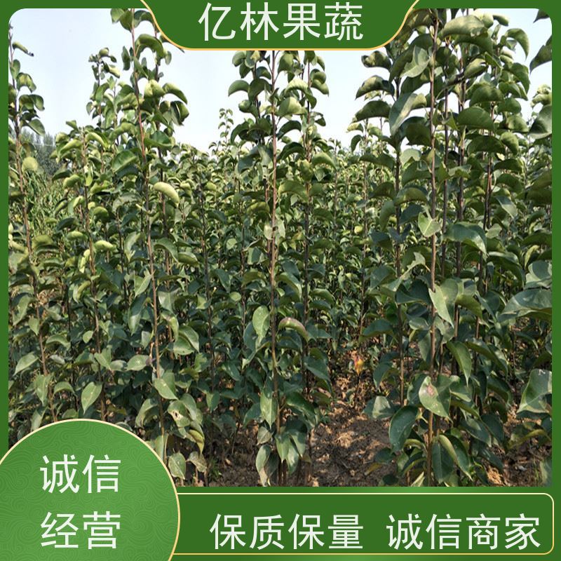 基地供应 油桃苗 盆栽地栽庭院桃树苗苗 成活率高