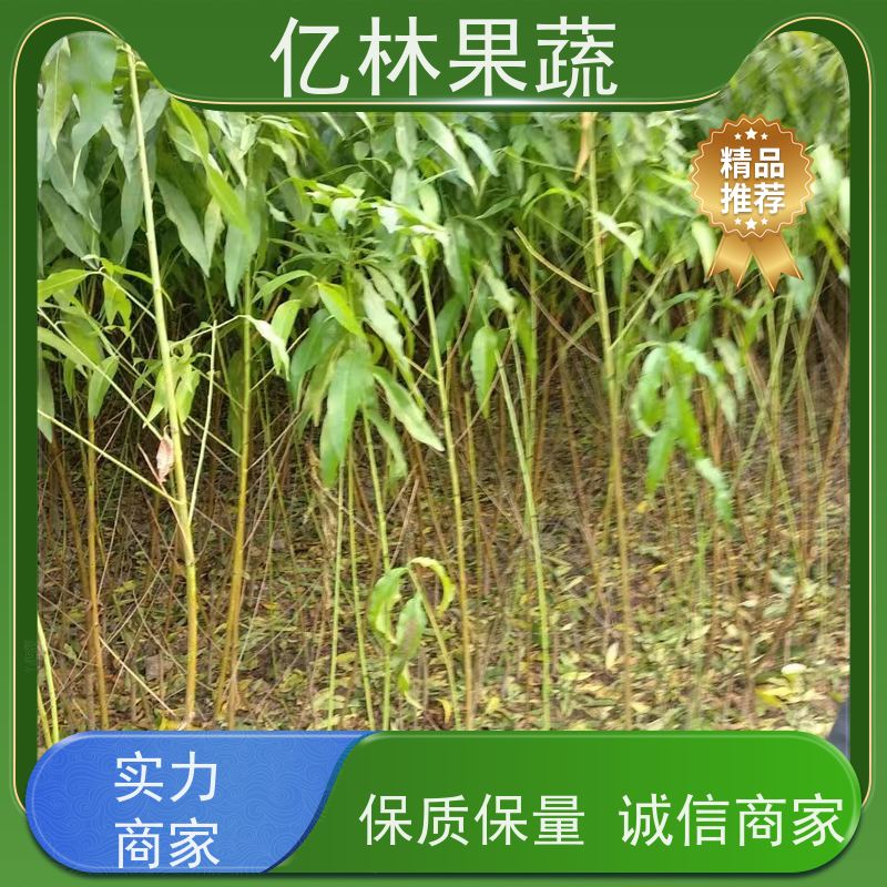基地供应 黄桃苗 晚熟品种桃 口感脆甜 易栽培桃树苗