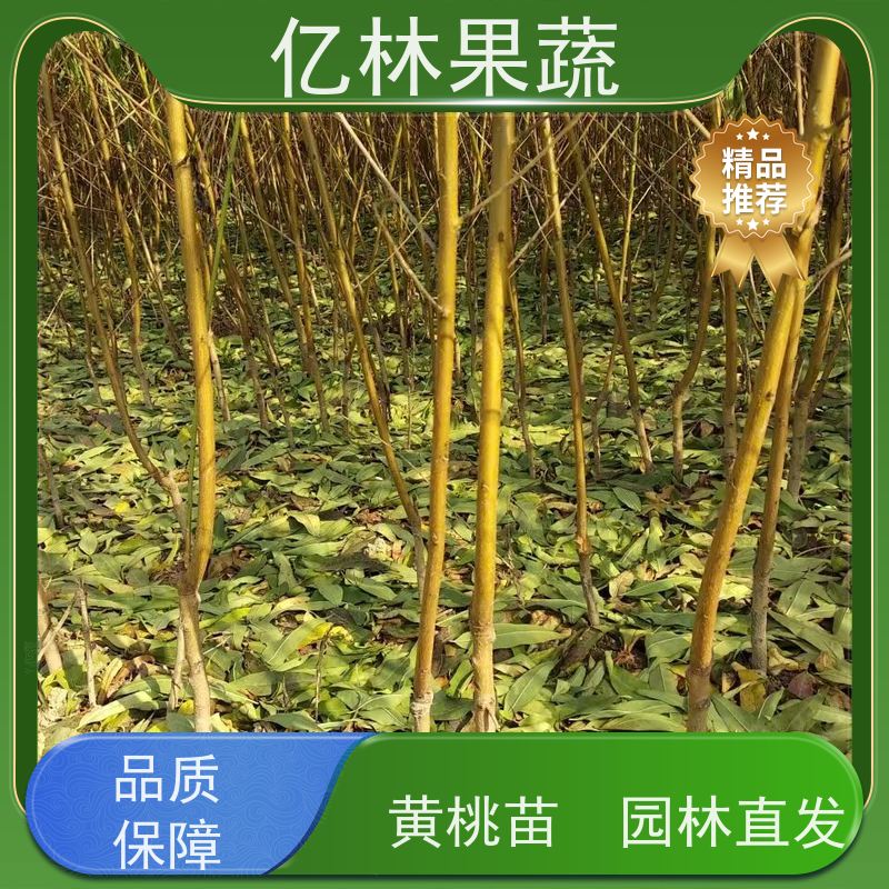 基地供应 油桃苗 三公分现挖现发 品种齐全 果实饱满味道好