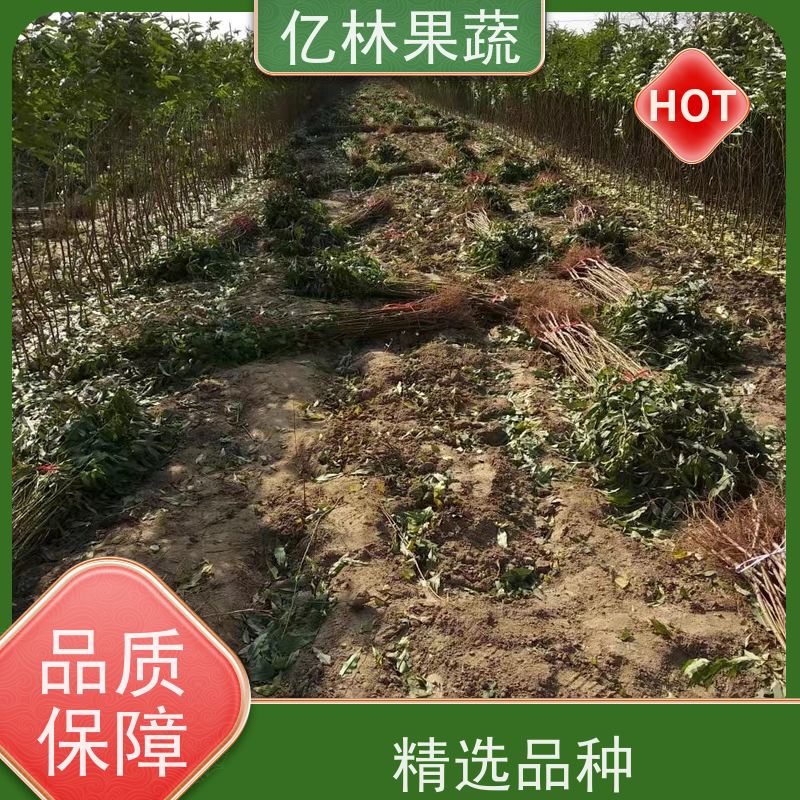 基地供应 油桃苗 三公分现挖现发 品种齐全 易栽培桃树苗