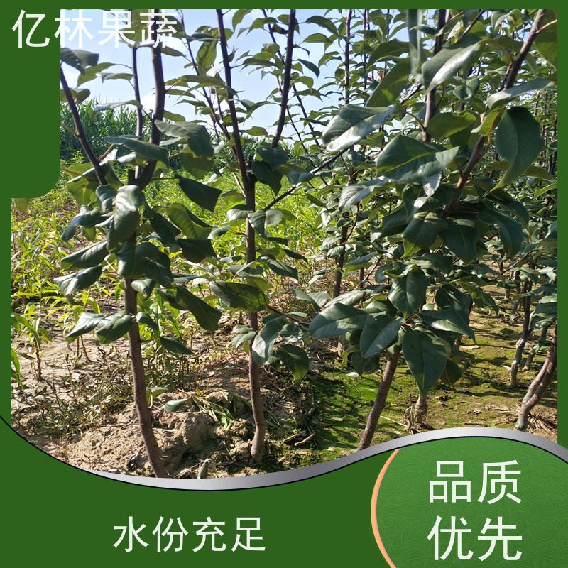 亿林苗木 桃树苗 三公分现挖现发 品种齐全 果实饱满味道好