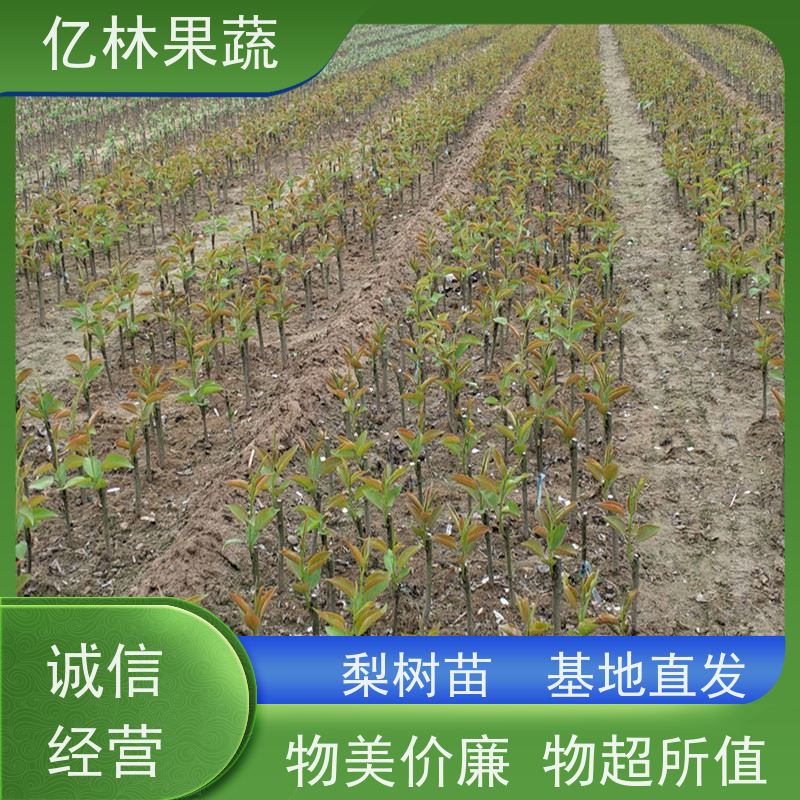 基地培育 油桃苗 现挖现发新鲜 粗两公分 成活率高