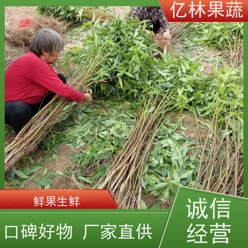 基地供应 冬桃苗 嫁接技术指导 抗寒能力强 果实饱满味道好