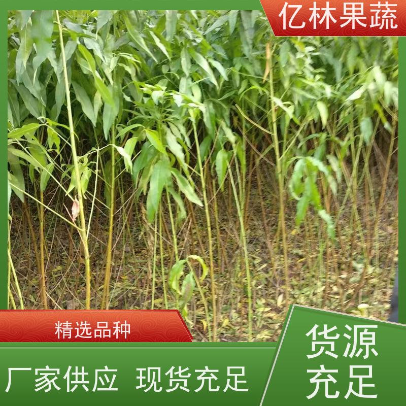 基地供应 冬桃苗 特产果树桃幼苗 易栽培桃树苗