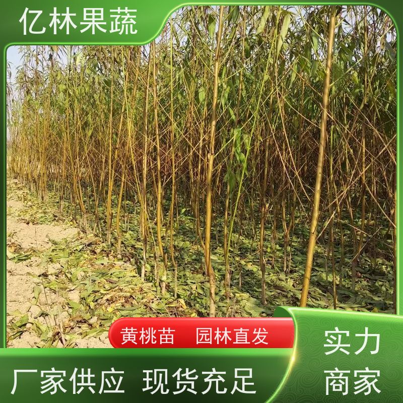 基地供应 黄桃苗 特产果树桃幼苗 根系饱满成活率高