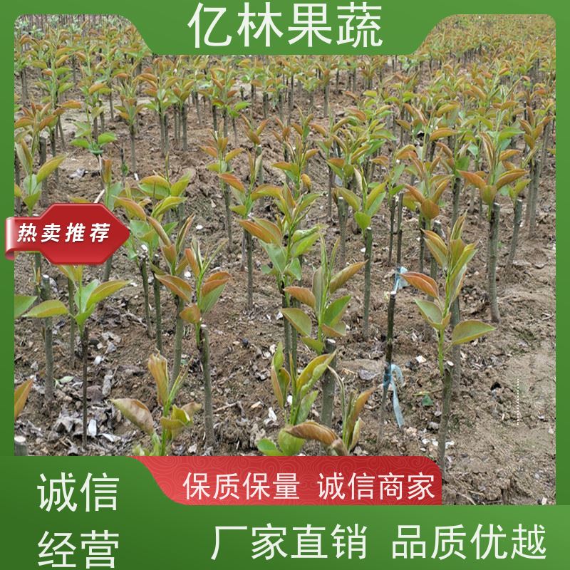 基地供应 油桃苗 新品种挑苗 香甜可口 根系饱满成活率高