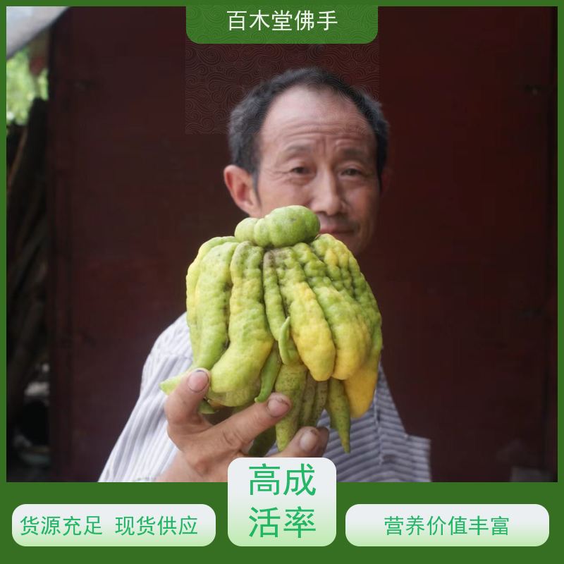 百木堂 中药材苗 产量高 用途广泛 用于室内外盆景