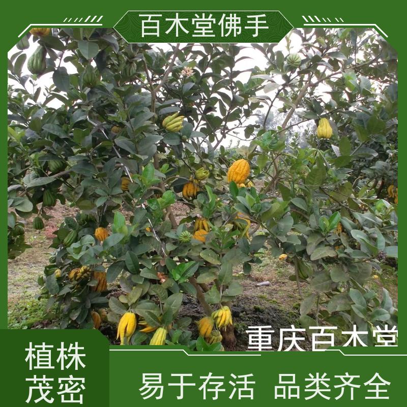 百木堂 中药材苗 道路绿化行道苗 用于庭院装饰