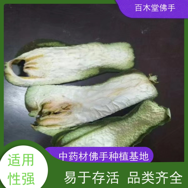 百木堂 佛手柑苗基地 高成活率 较耐干旱 植株茂密
