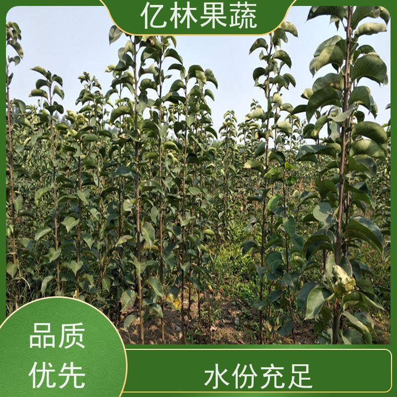 亿林苗木 秋彤桃 现挖现发 口感香甜 果实饱满味道好