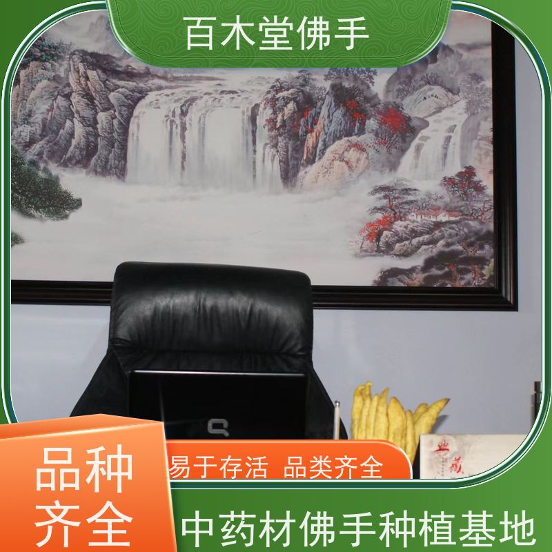百木堂 万 州佛手 高成活率 较耐干旱 用于室内外盆景