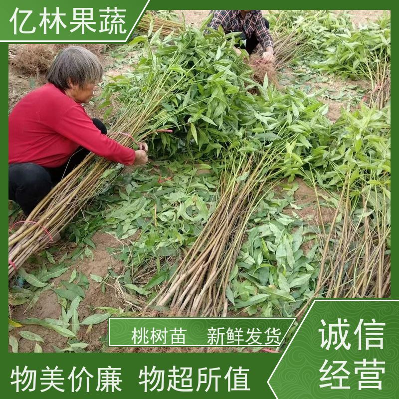 亿林苗木 油桃苗 园林绿化果树苗 抗寒能力强 成活率高