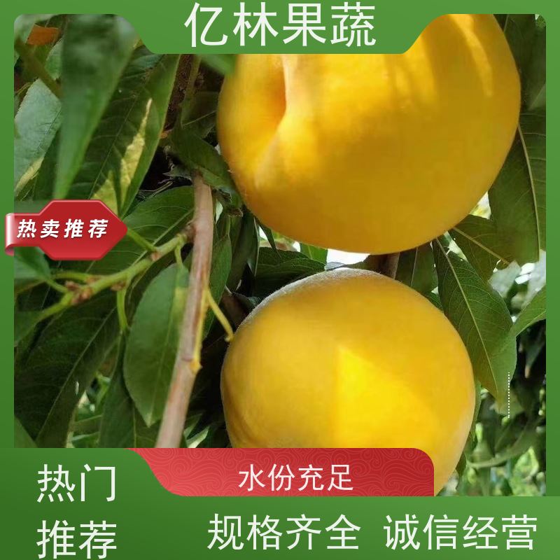 基地供应 秋彤桃 新品种挑苗 香甜可口 易栽培桃树苗