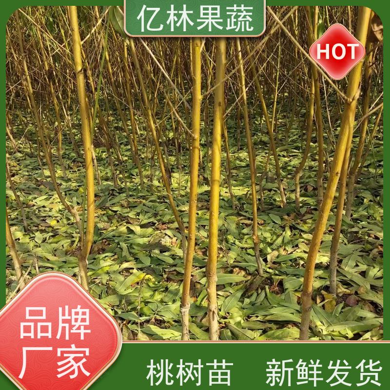 亿林苗木 晚熟桃树苗 新品种挑苗 香甜可口 成活率高