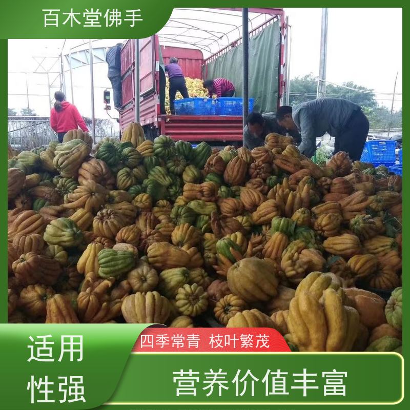 百木堂 佛手 高成活率 较耐干旱 道路绿化行道苗