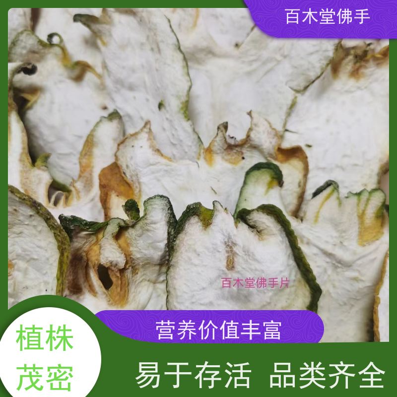 百木堂 广佛手 树形丰富 成活率高 城市景观绿化树 