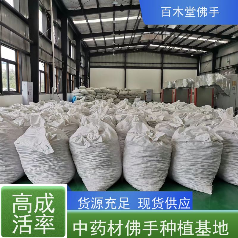 百木堂 佛手 生长环境适应性强 城市景观绿化树 