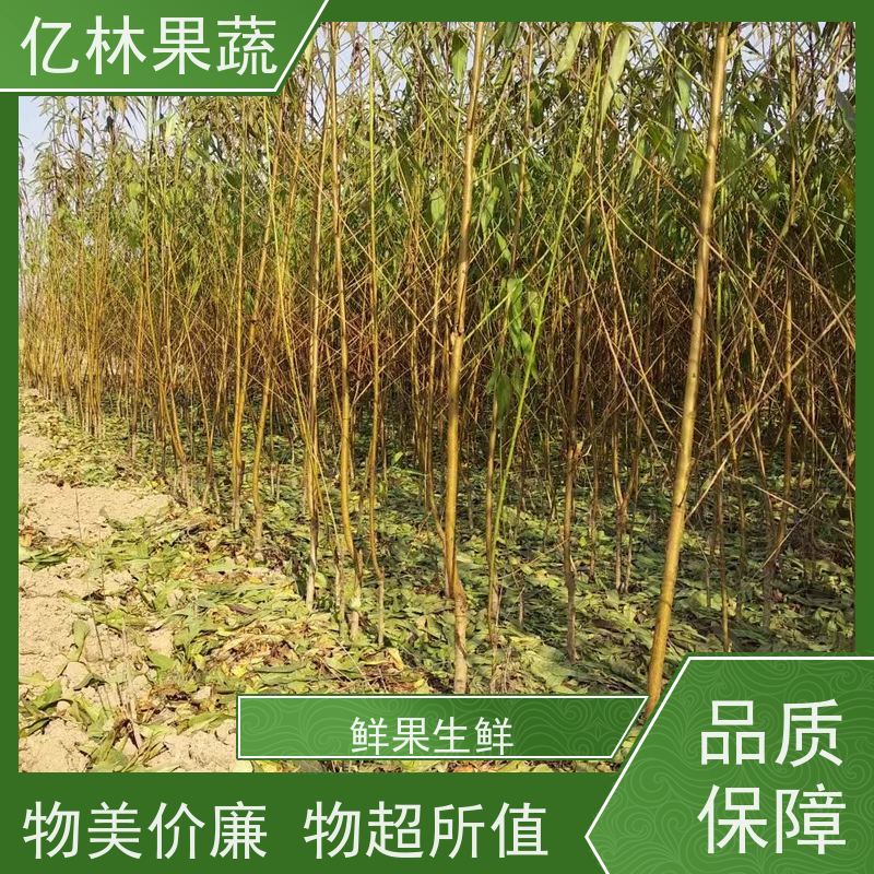 基地培育 桃树苗 特产果树桃幼苗 果实饱满味道好