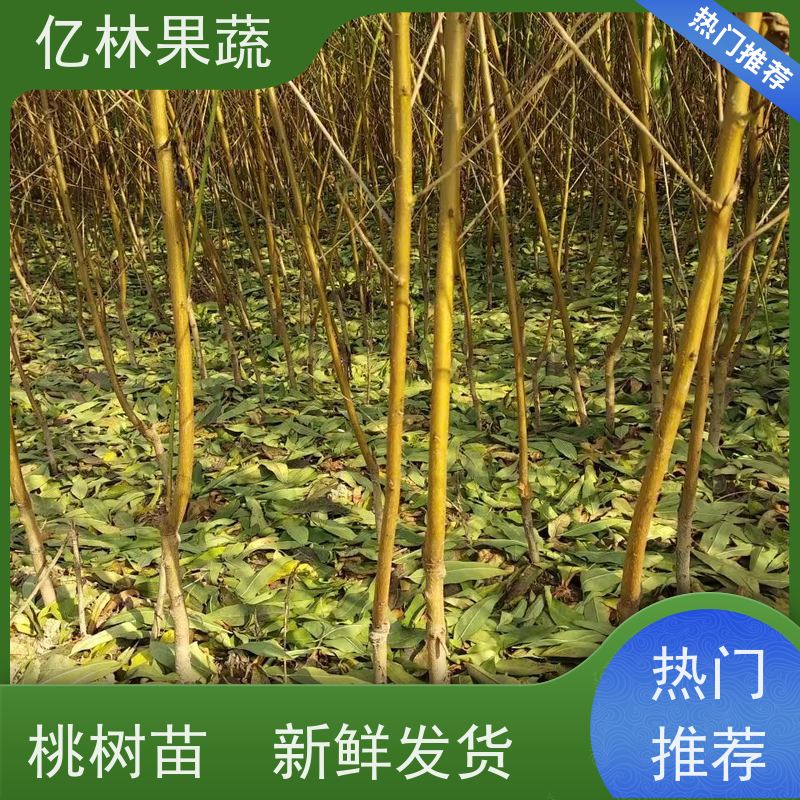 基地供应 冬桃苗 南北方种植 桃树果树苗 根系饱满成活率高