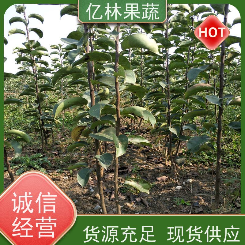 基地培育 黄桃苗 现挖现发新鲜 粗两公分 成活率高