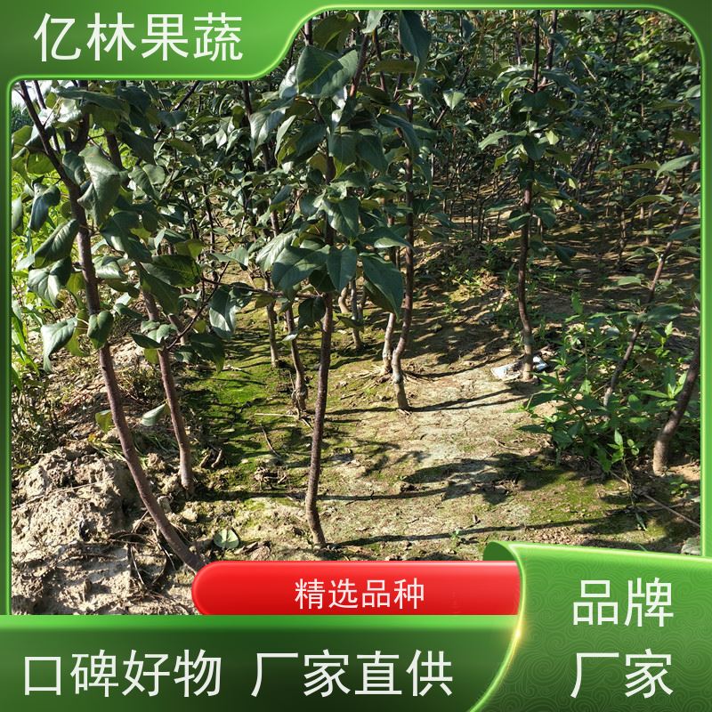 基地供应 园林嫁接桃苗 现挖现发 口感香甜 易栽培桃树苗