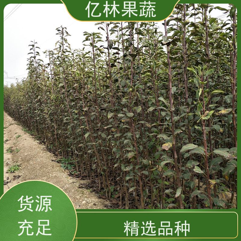 基地培育 园林嫁接桃苗 特产果树桃幼苗 易栽培桃树苗