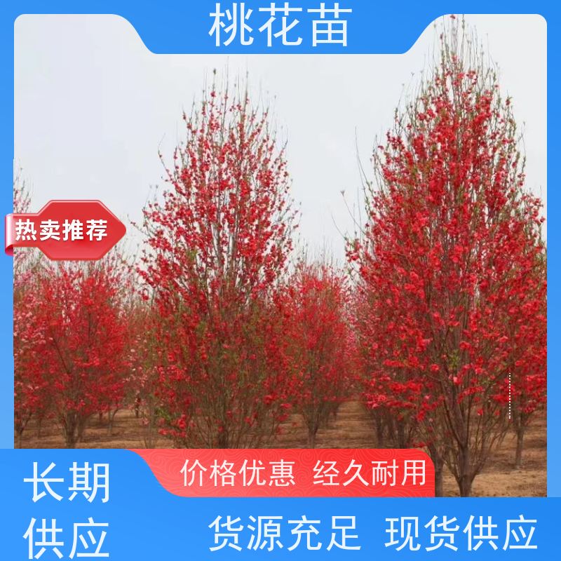 春丰苗木8公分树形优美嫁接新品种观赏桃花苗