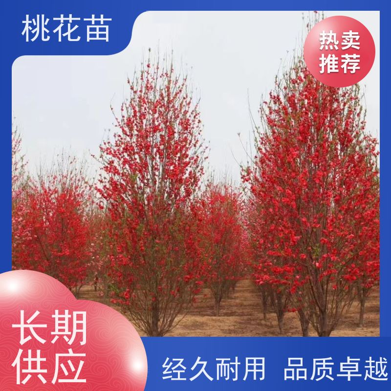 春丰苗木基地自销树形优美 成活率高观赏桃花树2公分